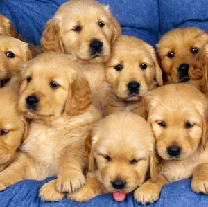 Meet your Posher, Robin